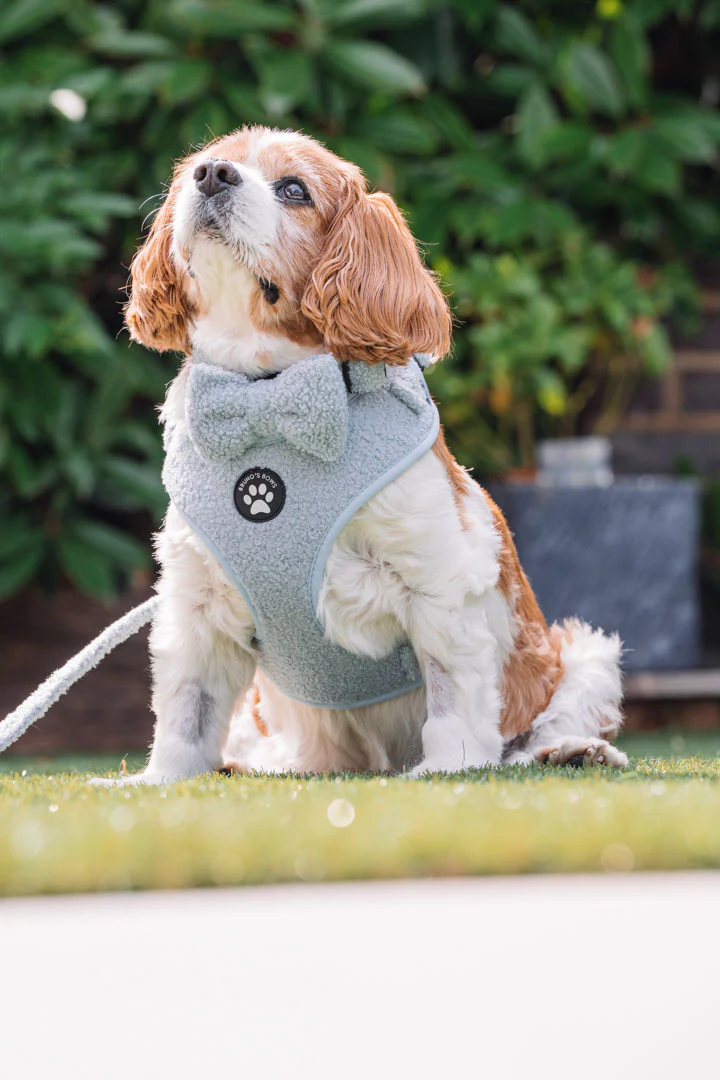 Teddy Blue Harness - Image 4